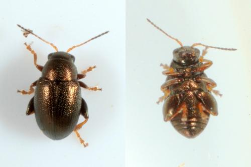 Réf. 156 471 : Chaetocnema sp.