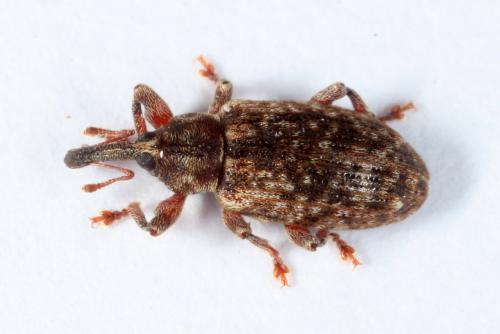 Réf. 156 579 : Dorytomus sp.
