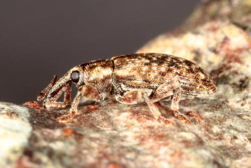Dorytomus sp.