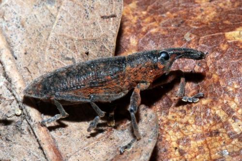 Réf. 156 660 : Lixus pulverulentus