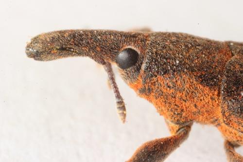 Lixus pulverulentus