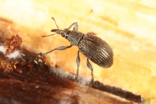 Betulapion simile