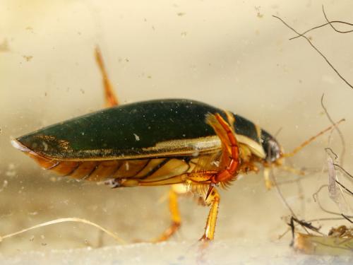 Réf. 156 373 : Dytiscus marginalis
