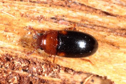 Réf. 156 473 : Dacne bipustulata