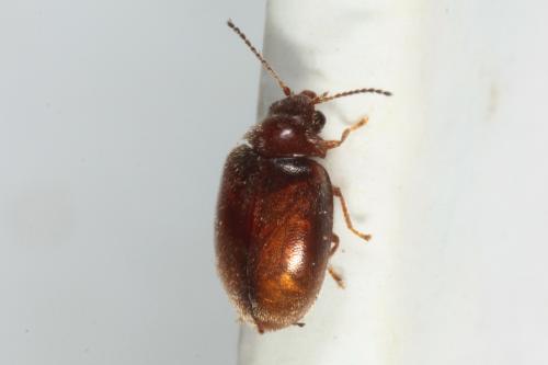 Contacyphon sp.
