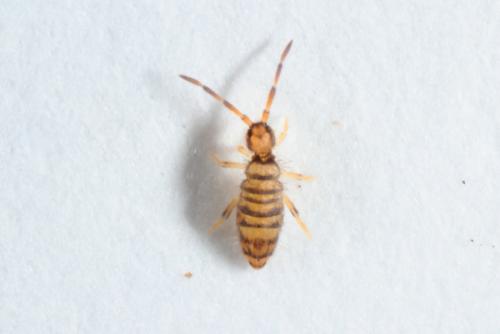 Réf. 156 745 : Entomobrya multifasciata