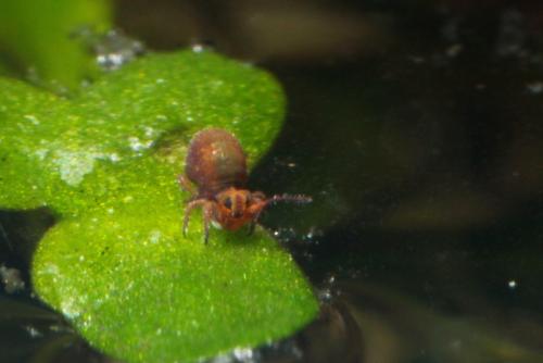 Réf. 156 222 : Stenacidia violacea