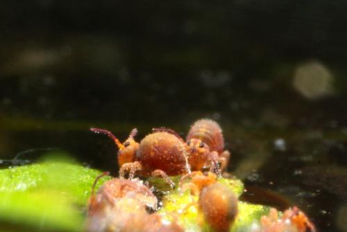 Stenacidia violacea