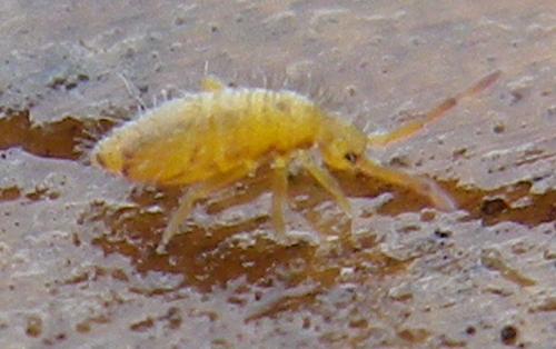 Entomobrya nicoleti