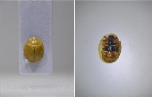 Réf. 156 550 : Cassida hemisphaerica
