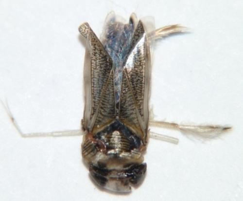 Sigara lateralis