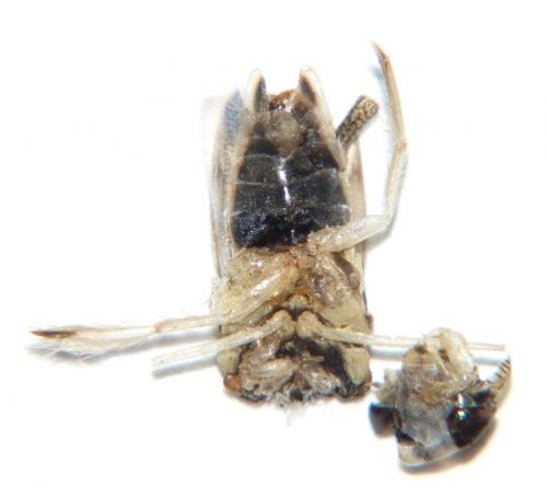 Réf. 156 995 : Sigara lateralis