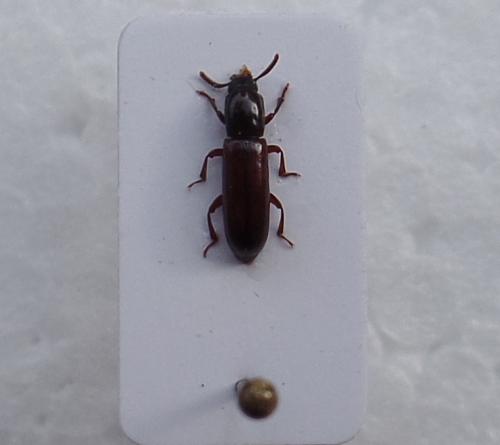 Corticeus unicolor