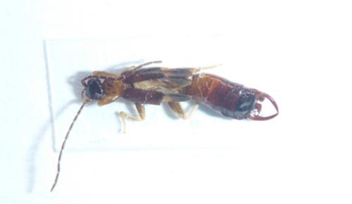 Réf. 156 461 : Cosmogerax araguensis