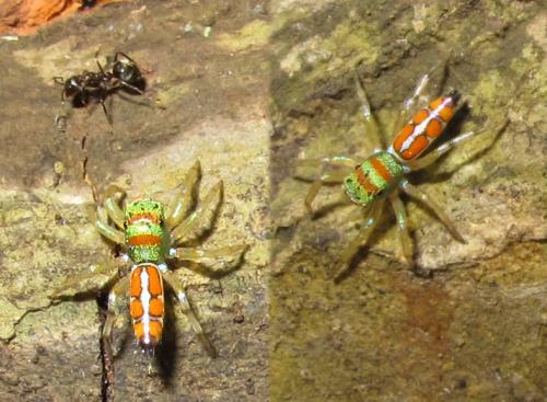 Cosmophasis sp.