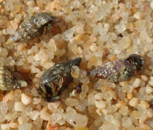 Clibanarius erythropus