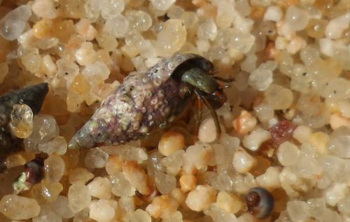 Réf. 156 807 : Clibanarius erythropus