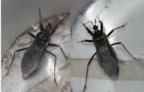 Reduvius personatus