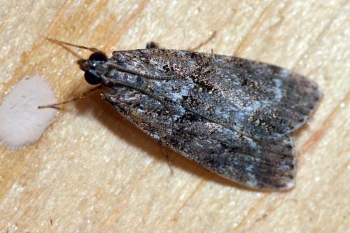 Eudonia mercurella