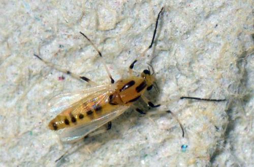 Cricotopus sylvestris