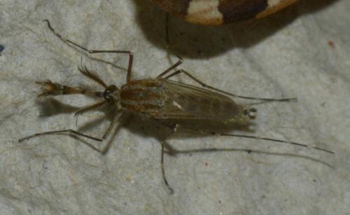 Ochlerotatus sp.