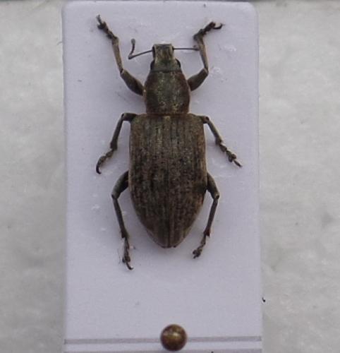 Réf. 156 952 : Tanymecus palliatus