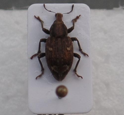 Graptus triguttatus