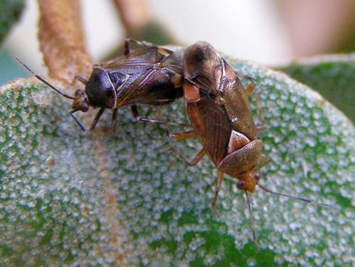 Réf. 156 843 : Deraeocoris flavilinea