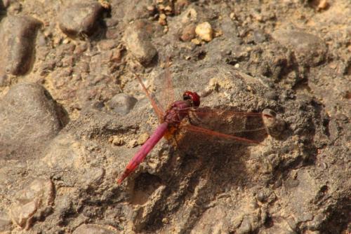 Réf. 156 876 : Trithemis annulata