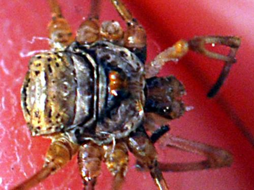 Dicranopalpus caudatus