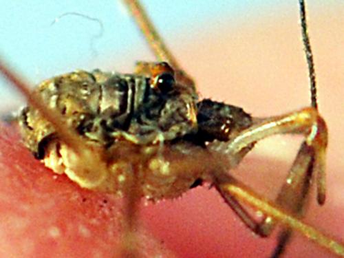 Dicranopalpus caudatus