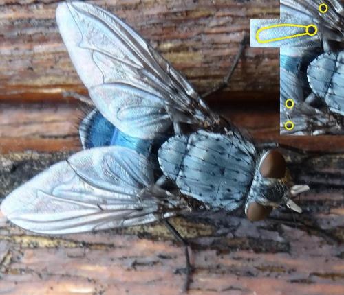 Réf. 156 228 : Calliphora sp.