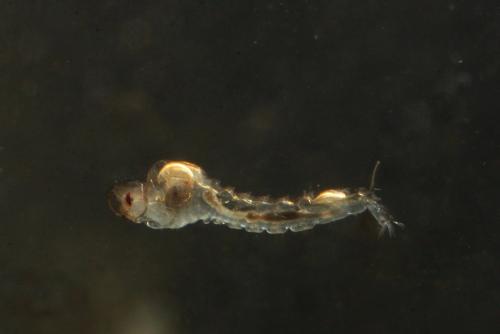 Mochlonyx velutinus