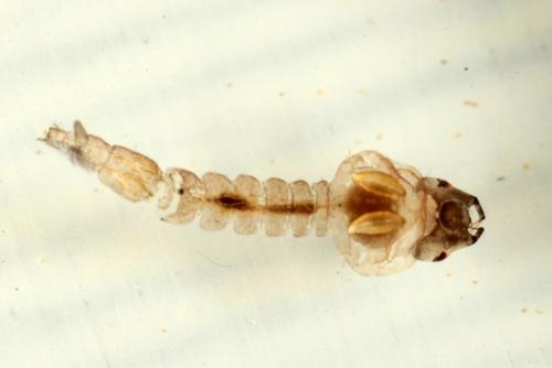 Réf. 156 883 : Mochlonyx velutinus