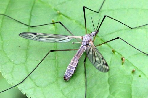 Réf. 156 262 : Tipula pseudovariipennis