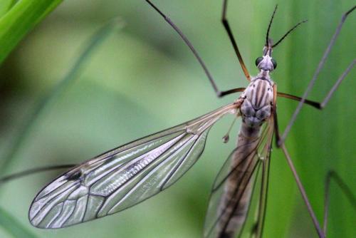 Réf. 156 263 : Tipula pseudovariipennis
