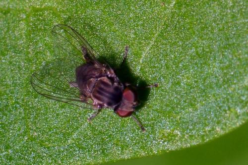 Platypeza sp.
