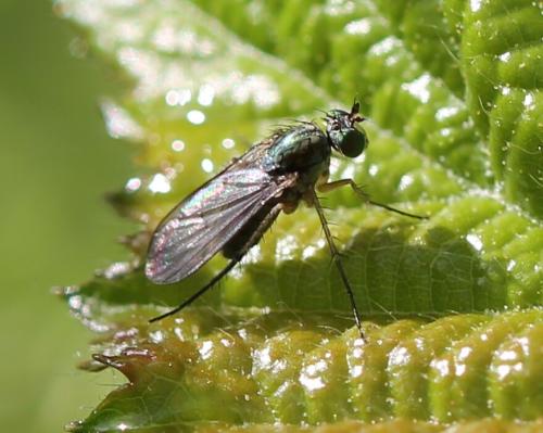 Dolichopus sp.
