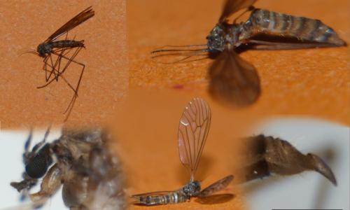 Réf. 156 431 : Trichocera annulata