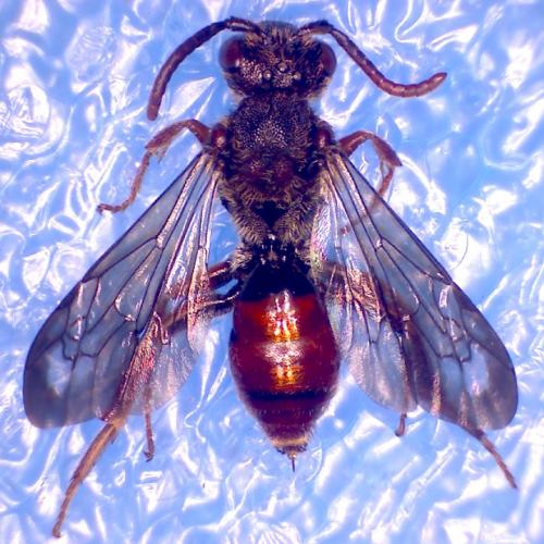Nomada similis