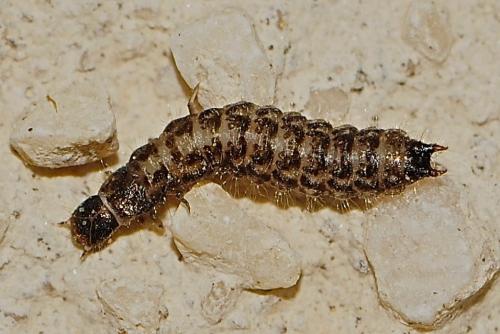 Dasytes sp.