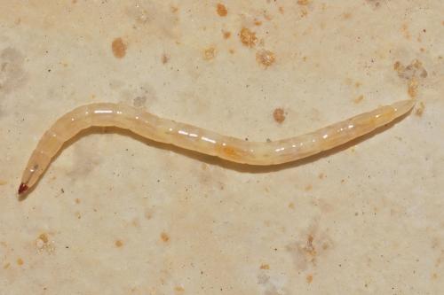 Thereva sp.