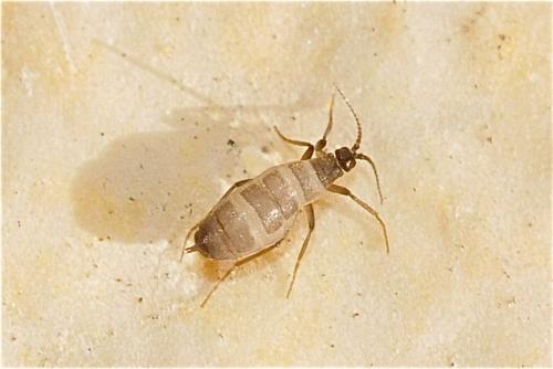 Pnyxia scabiei