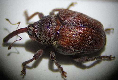 Coeliodes transversealbofasciatus