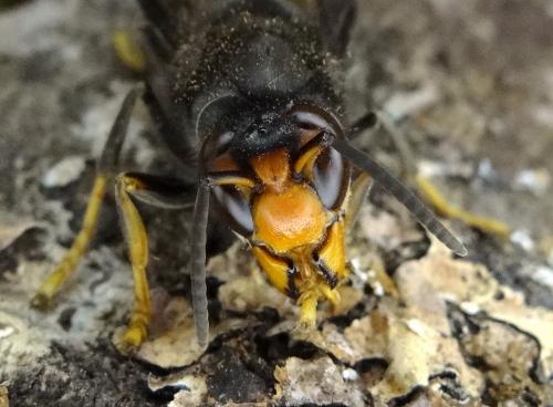 Vespa velutina
