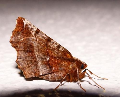 Réf. 156 666 : Selenia dentaria
