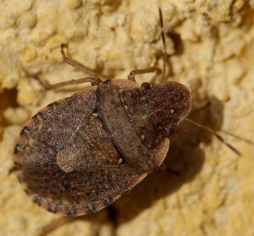 Réf. 156 799 : Sciocoris sideritidis