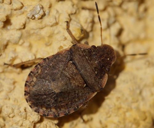 Réf. 156 449 : Sciocoris sideritidis