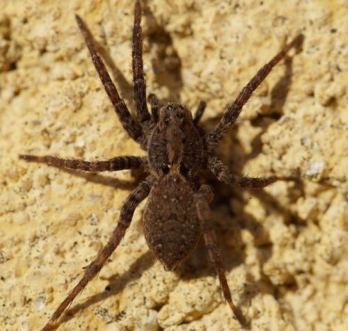 Réf. 156 451 : Alopecosa albofasciata
