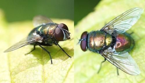 Réf. 156 612 : Lucilia ampullacea